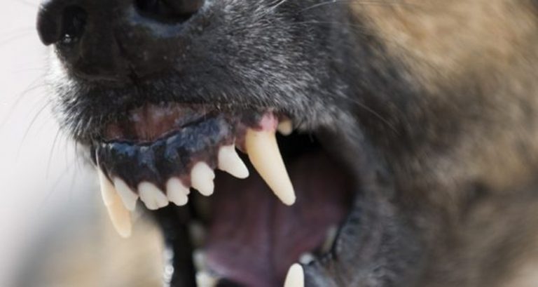 Ieșeancă mutilată de maidanezi. Chirurgii plasticieni au operat-o de urgență!