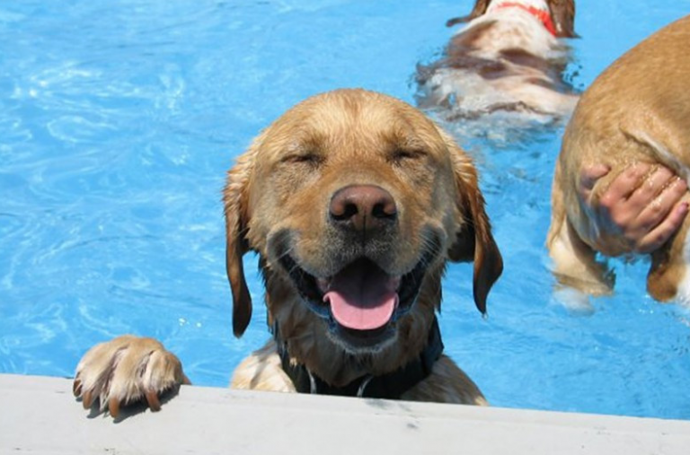 Piscine din Iaşi: program şi preţuri | Unde ne răcorim pe timp de caniculă?