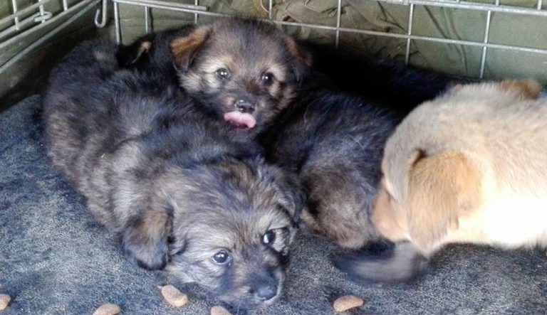 padocul din miroslava