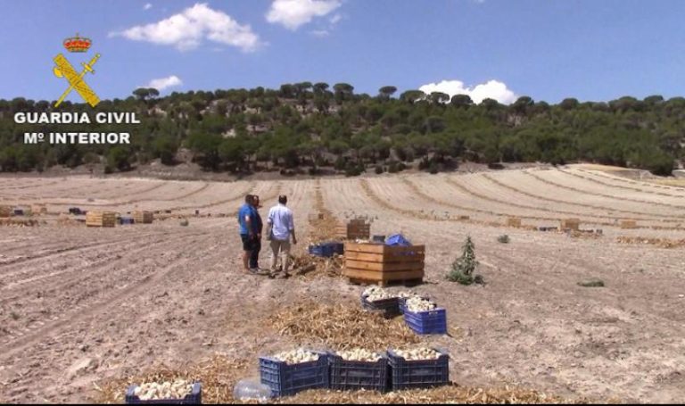 SCLAVII din Spania? Românii! Cum erau tratați românii pe o plantație spaniolă