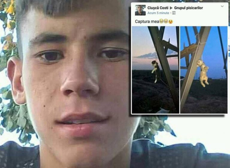 IMAGINI ŞOCANTE. Un copil a UCIS şi SPÂNZURAT două pisici: Acest psihopat este în libertate! Share masiv! – FOTO
