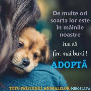 adopta mirosvala fetita 11 ani