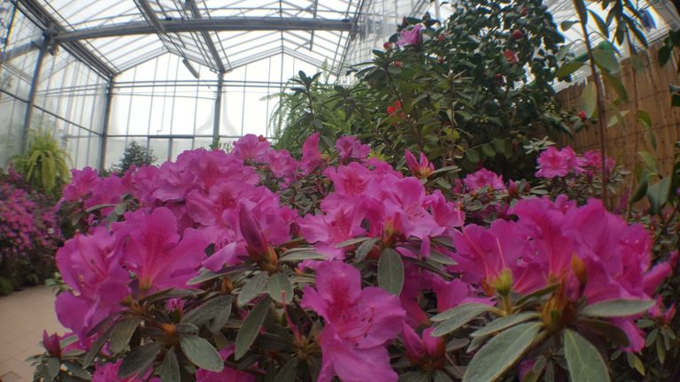 Expoziție spectaculoasă la Grădina Botanică din Iași-FOTO